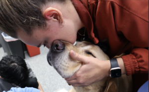 person gently holding their dog while a blood donation is being done