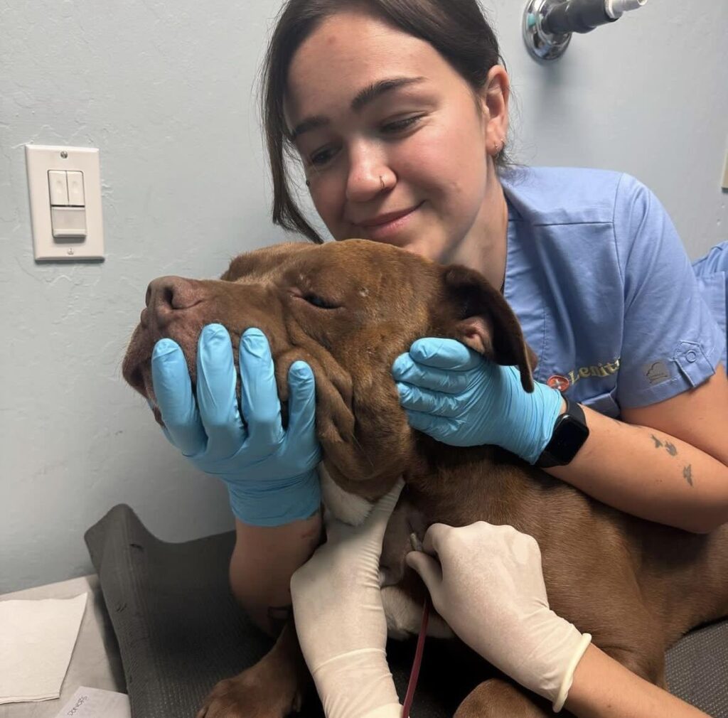 person gently holding a dog while blood is being drawn from it