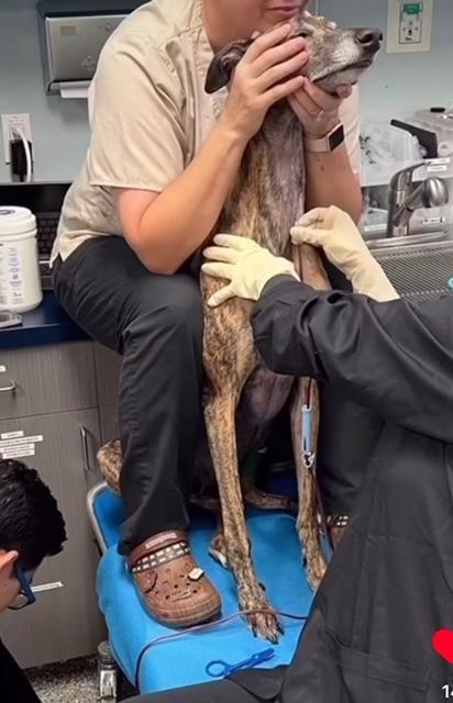 person sitting on a counter holding dog between their legs while blood is being drawn from it