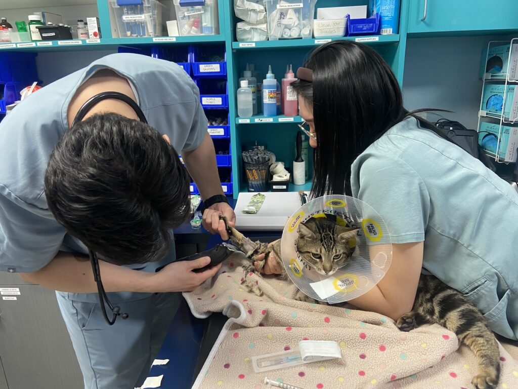 blood being drawn from a cat while a technician holds it, How to Prepare Your Pet for a Blood Donation