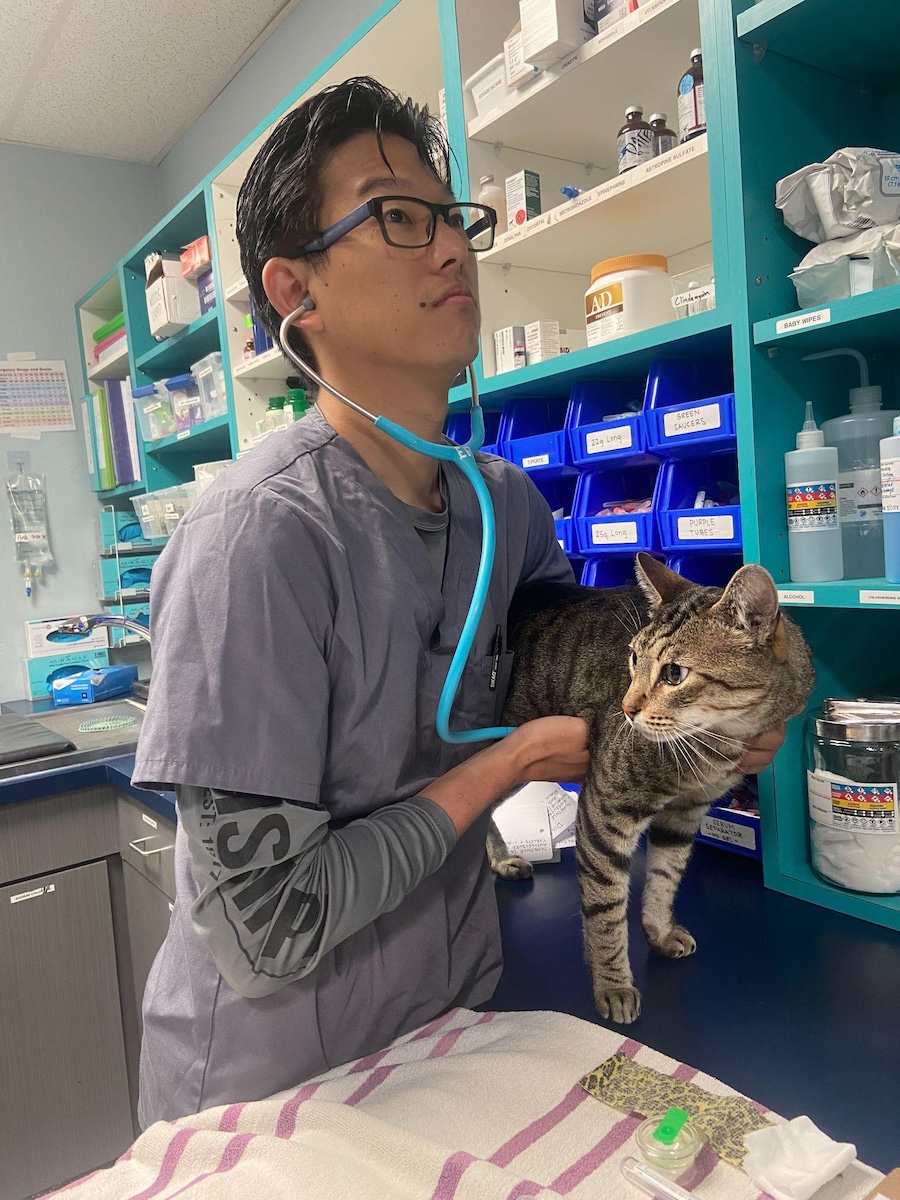 a veterinarian examining a cat with a stethoscope