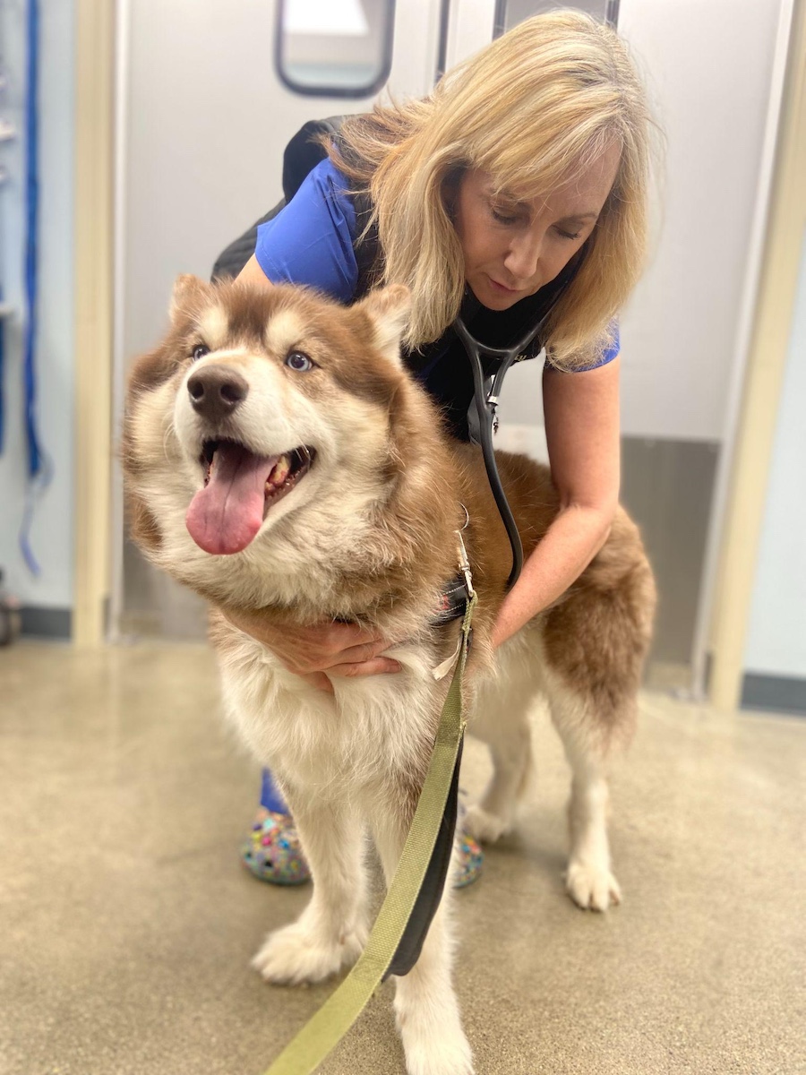 A veterinarian examining a dog with a stethoscope